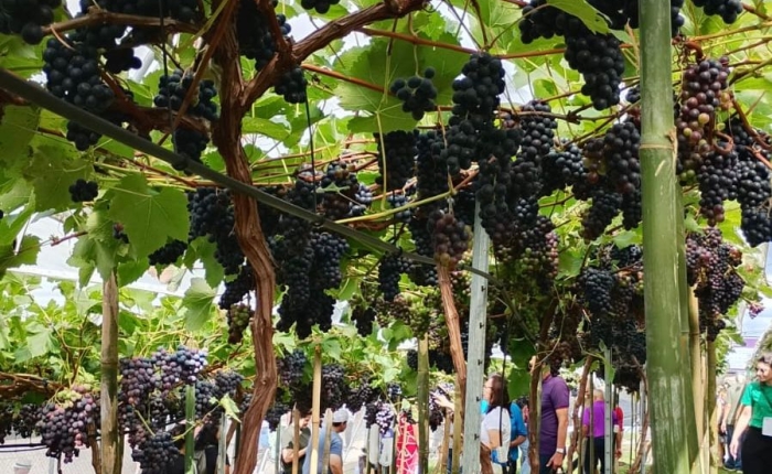 Visitas guiadas transformam a experiência do público na Festa Nacional da Uva 2026 